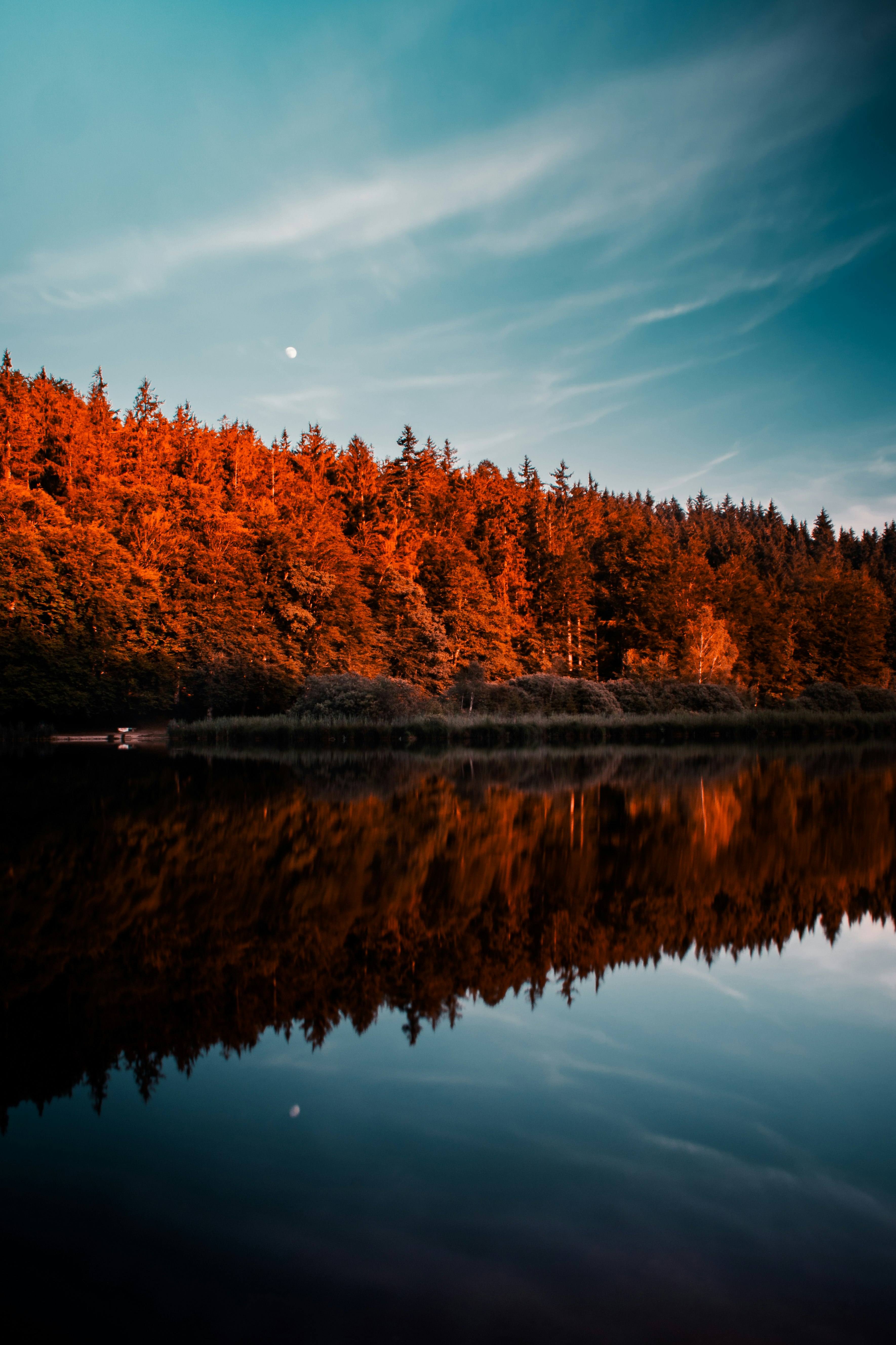 brown trees beside body of water under blue sky during daytime